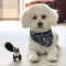Find Rescue Dogs 4 U to Adopt