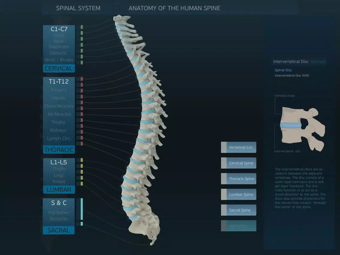 Spinal System iPad  スクリーンショット