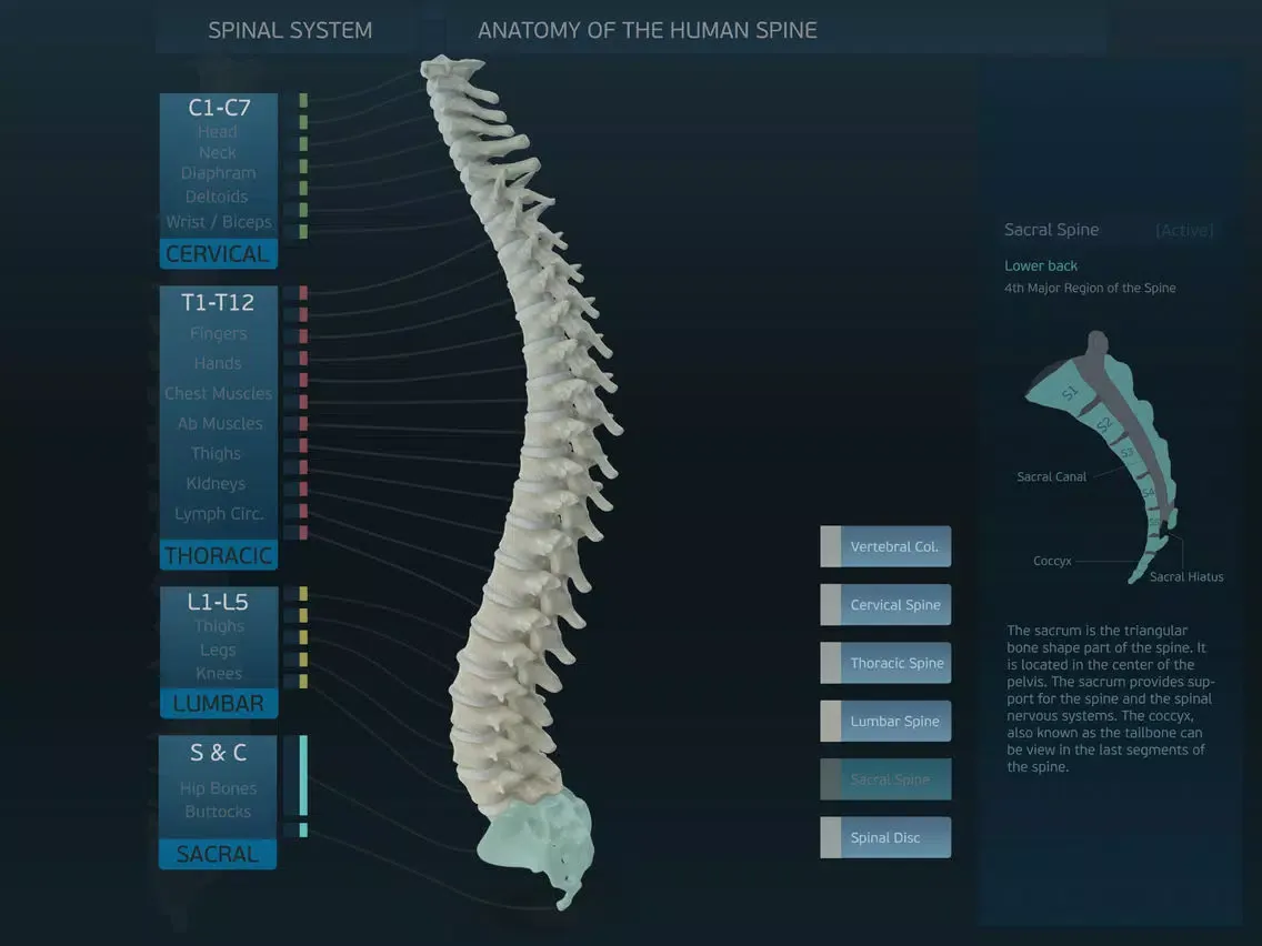 Spinal System iPad  スクリーンショット