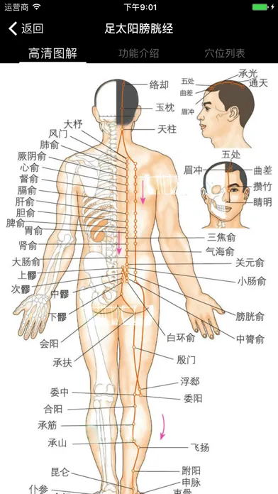 穴位经脉详解-养生保健针灸最佳参考手册 Screenshots