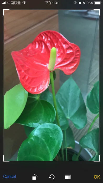 iFlowers - Plant identifier应用截图