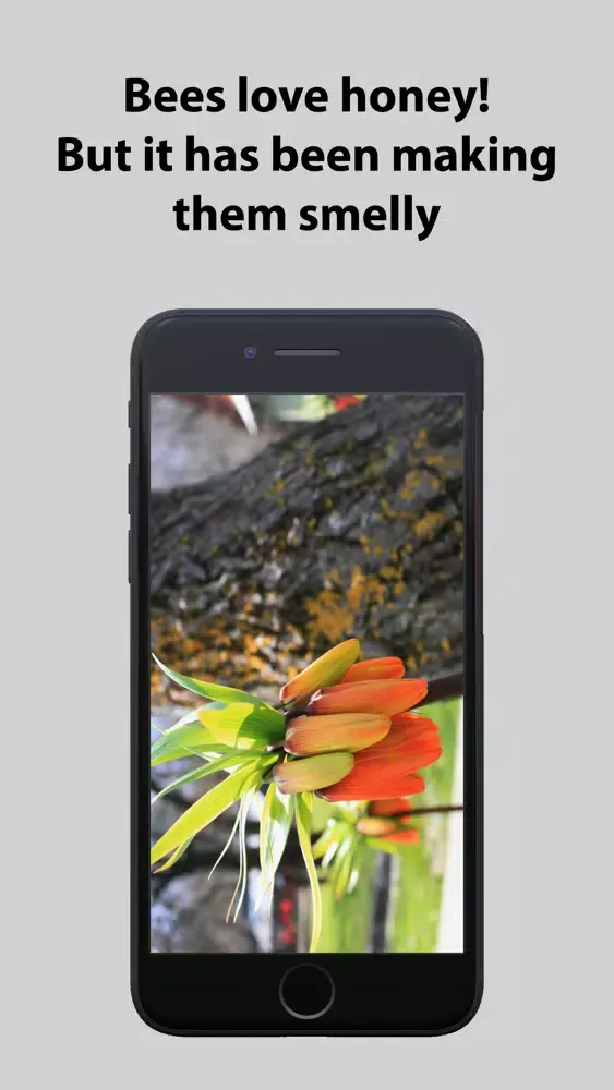 تصاویر Smelly Bee