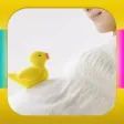 胎教音乐盒子—孕妇孕期伴侣