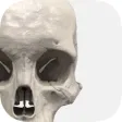 XR Anatomy XR Anatomy