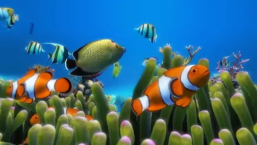 Aquarium Relax স্ক্রিনশট