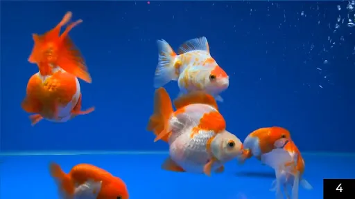 Captures d'écran de Aquarium Online