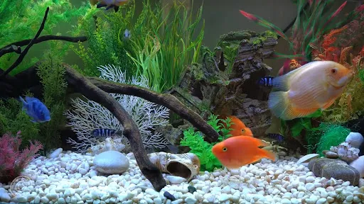 Captures d'écran de Aquarium Online