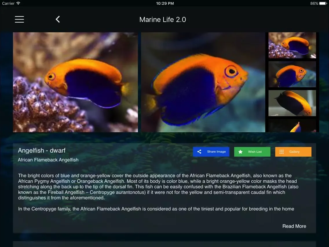 صور Marine Life Lite iPad 