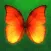 Pop Butterfly