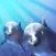 Dolphin Dodo - Free Fish Game