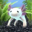 My Axolotl Aquarium My Axolotl Aquarium