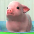 My micro pig My micro pig