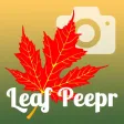 Foliage Leaf Peepr