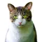 Figurinhas de Gatos