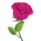 Rosas Pegatinas