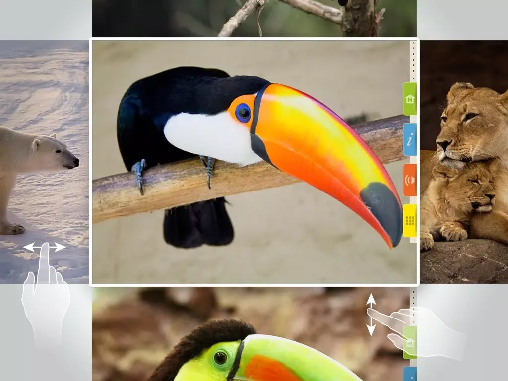 Zrzuty ekranu Animals 100 LITE - Real Animals iPad 