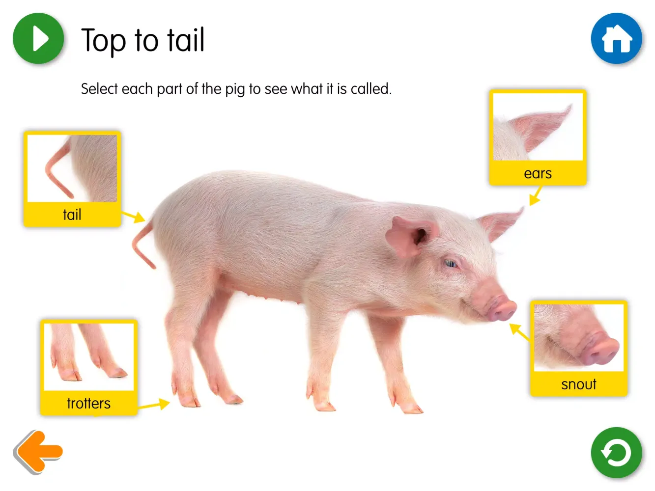 Ảnh chụp màn hình của The Three Little Pigs - US
