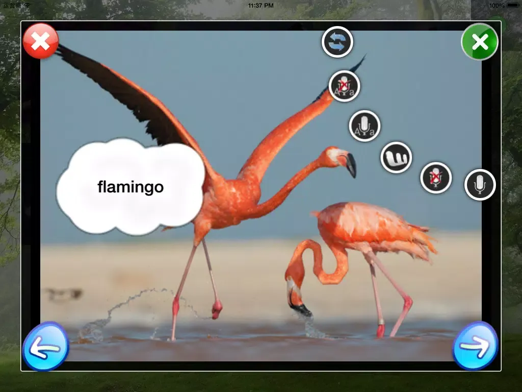 Screenshot di DIY Baby Flash Cards - Birds iPad 