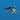 Orlando Magic