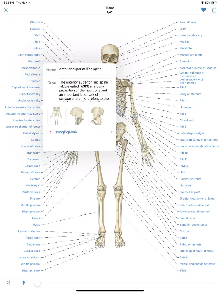 Human Anatomy -Anatomical term iPad  سکرین شاٹس