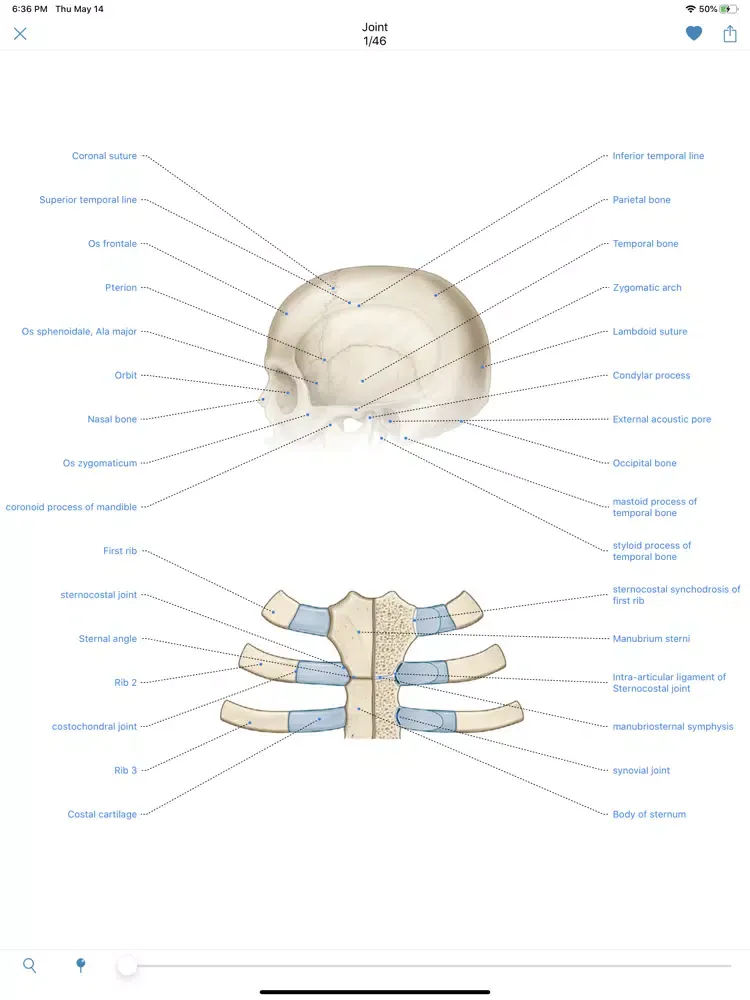 Human Anatomy -Anatomical term iPad  سکرین شاٹس