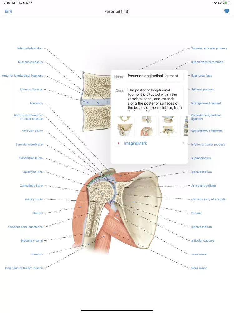 Human Anatomy -Anatomical term iPad  سکرین شاٹس