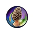 My Mushroom Log