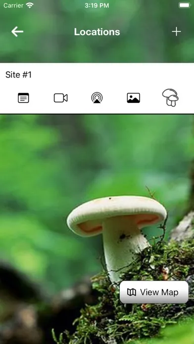 تصاویر My Mushroom Log