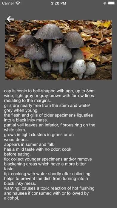 تصاویر My Mushroom Log