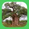 eTrees of Southern Africa