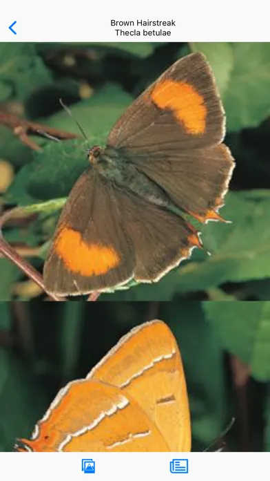 Collins British Wildlife应用截图