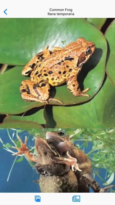 Collins British Wildlife应用截图
