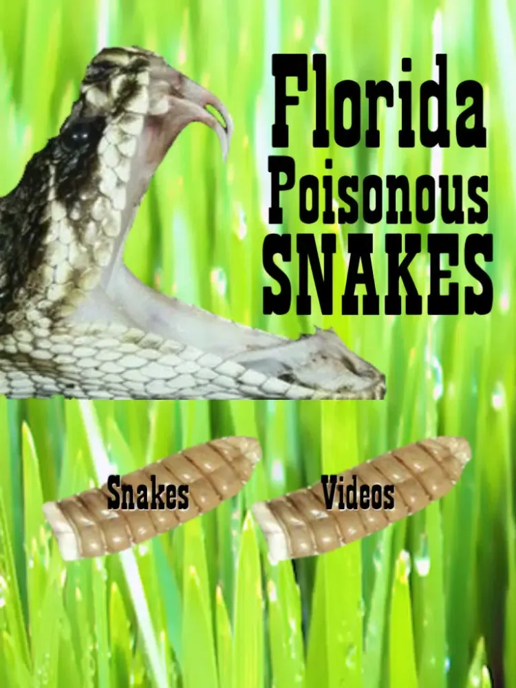 Florida Poisonous Snakes iPad  স্ক্রিনশট