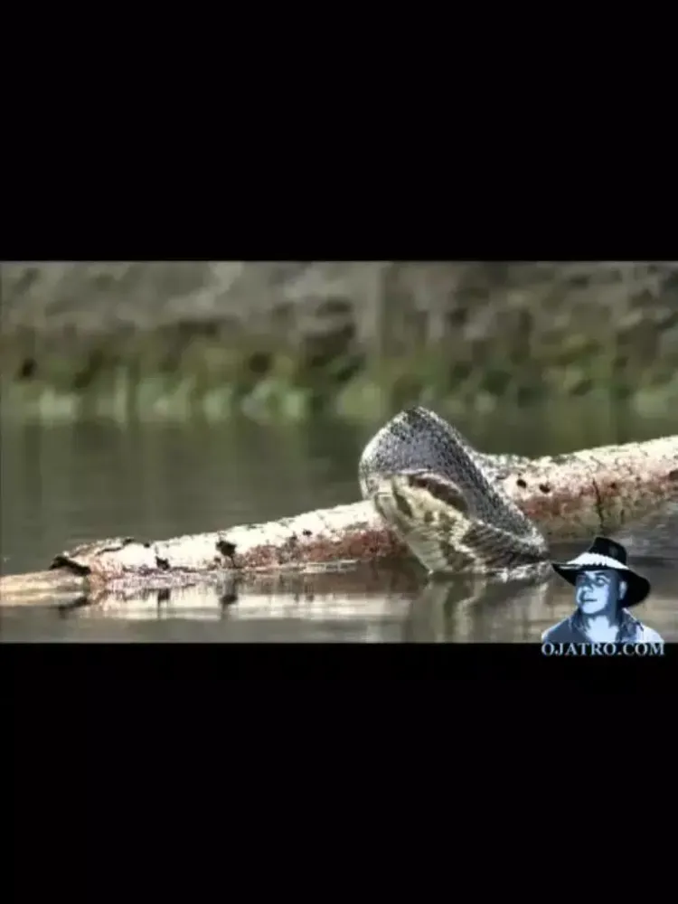 Florida Poisonous Snakes iPad  স্ক্রিনশট