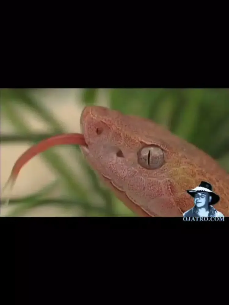 Florida Poisonous Snakes iPad  স্ক্রিনশট