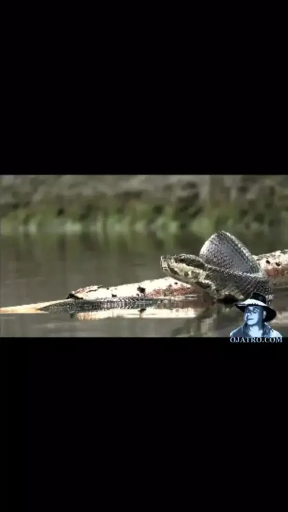 Florida Poisonous Snakes স্ক্রিনশট