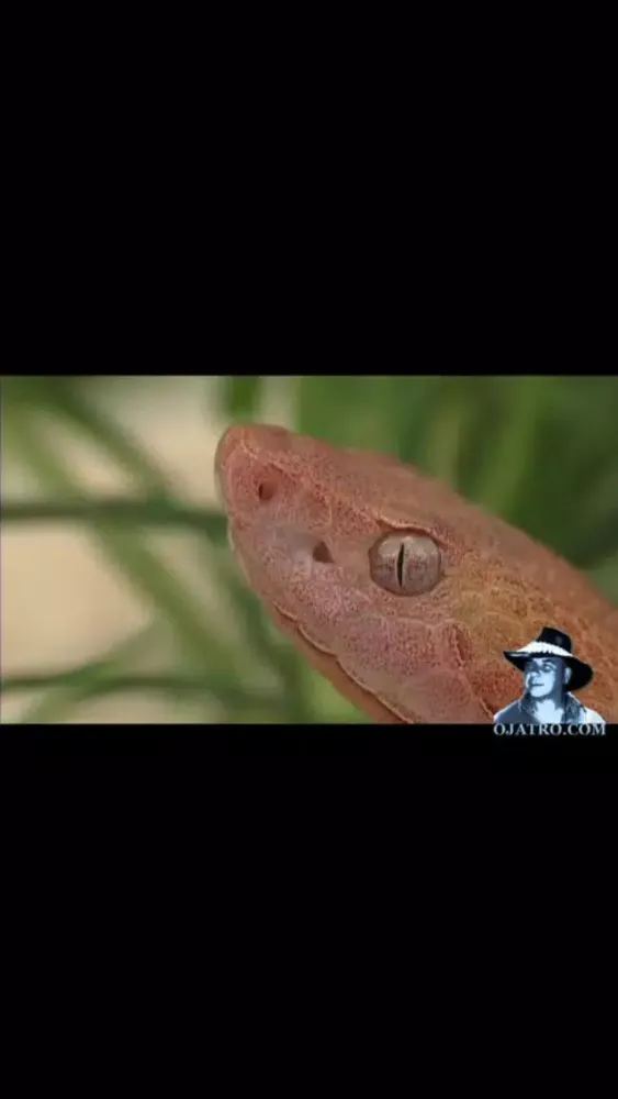 Florida Poisonous Snakes স্ক্রিনশট