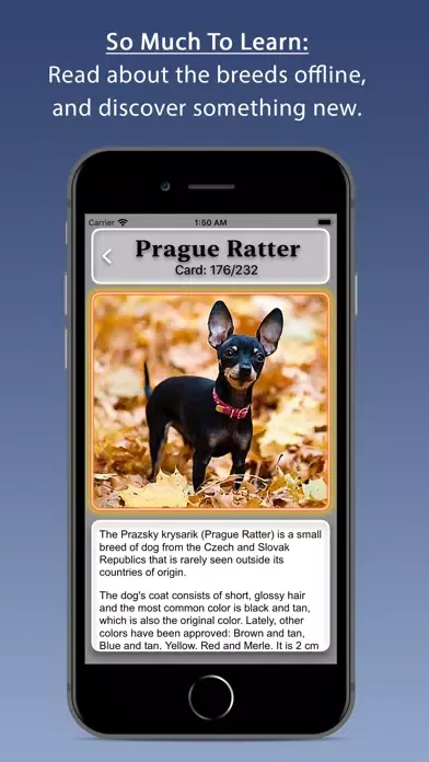 Dogs スクリーンショット