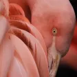 Pink Wallpapers & Themes