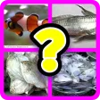 Jom Teka Nama Ikan (BM)