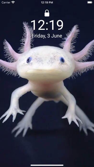 صور Cute Axolotl - Wallpapers.