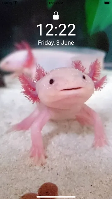 صور Cute Axolotl - Wallpapers.