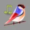 Bird Sounds!!!