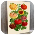 Botanical Art Painting Ideas