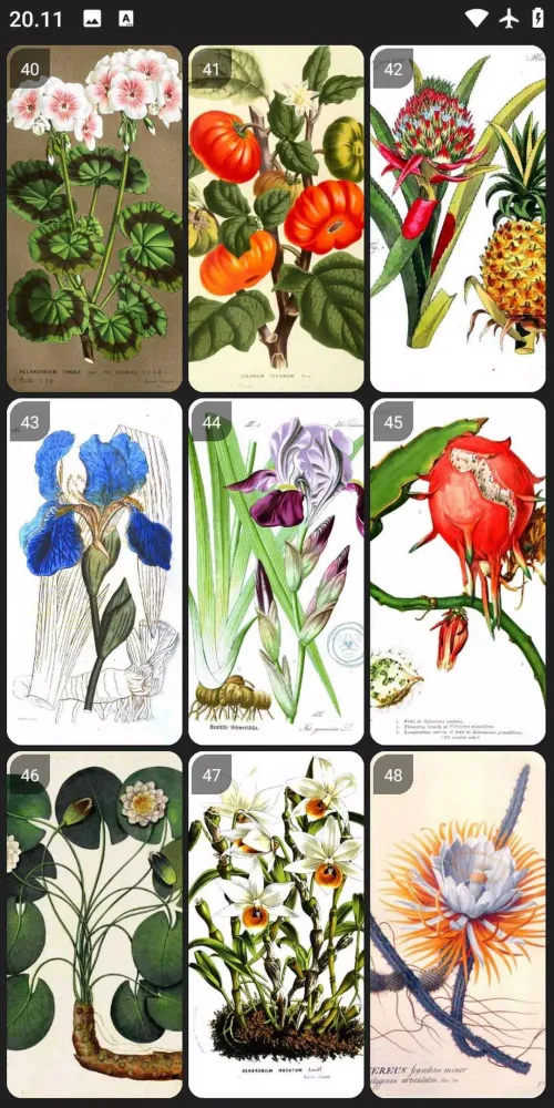 Botanical Art Painting Ideas應用截圖