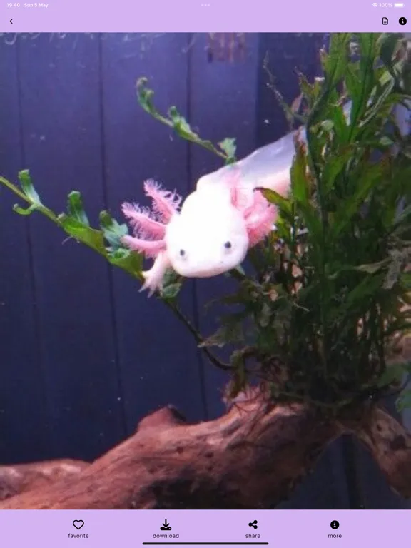 Ảnh chụp màn hình của Pink Axolotl Pet :aesthetic 4k iPad 