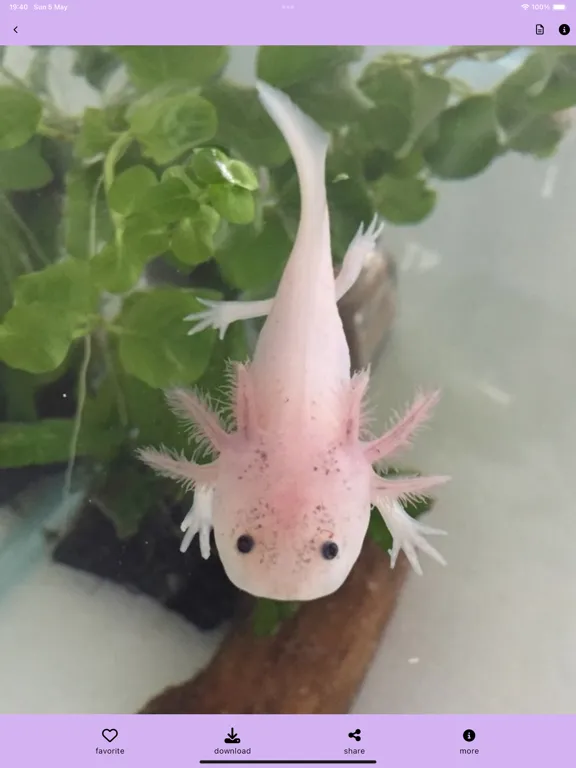 Ảnh chụp màn hình của Pink Axolotl Pet :aesthetic 4k iPad 