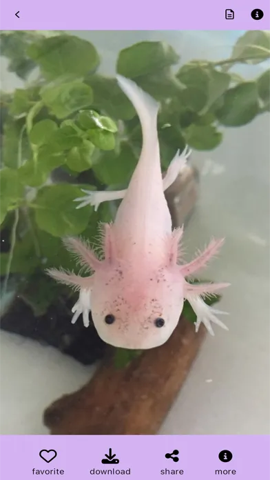 Ảnh chụp màn hình của Pink Axolotl Pet :aesthetic 4k