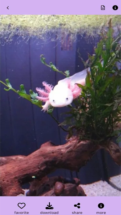 Ảnh chụp màn hình của Pink Axolotl Pet :aesthetic 4k