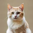 My Cat: Virtual Cat Simulator